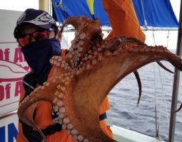 釣果情報　明石ジギング　道楽箱　山科店